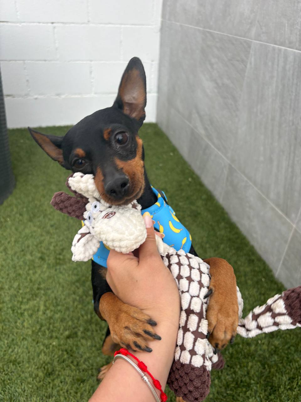 Jirafa Sweet Play con sonido 🦒