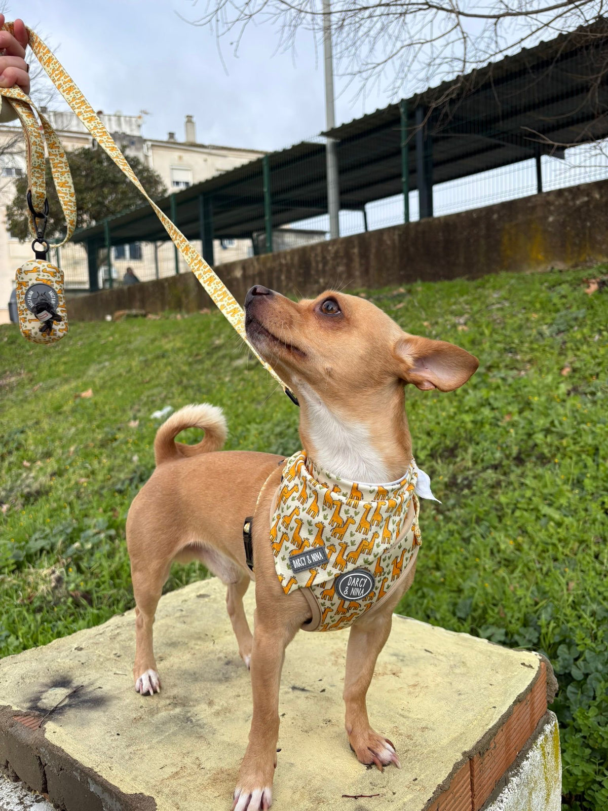 Bandana Safari Giraffe - Darcy & Nina