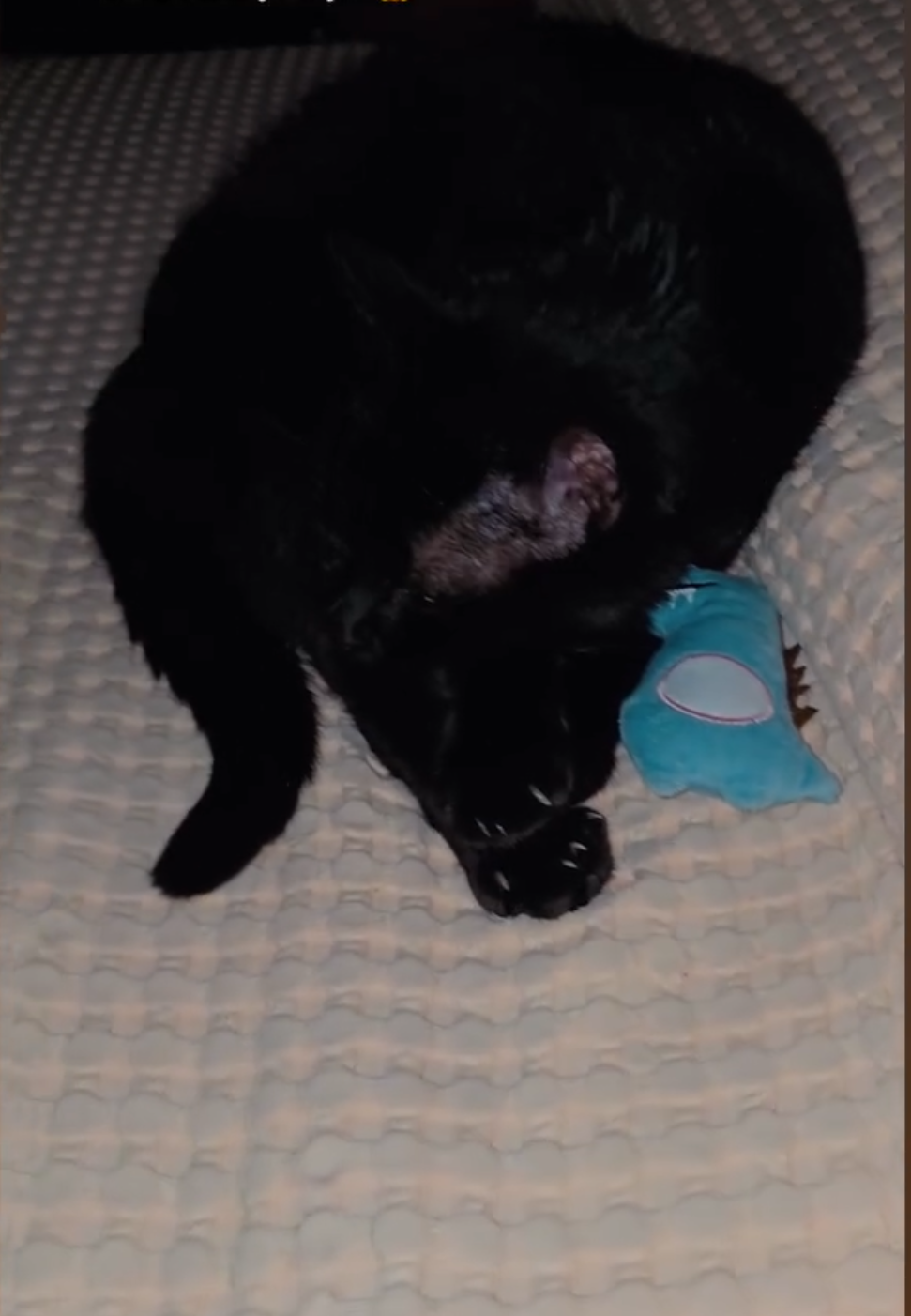 Cocodrilo Catnip Fun 🐊