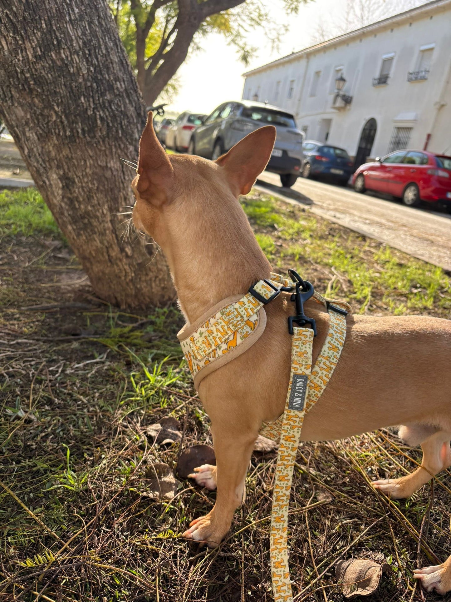 Pack Paseo Esencial - Safari Giraffe
