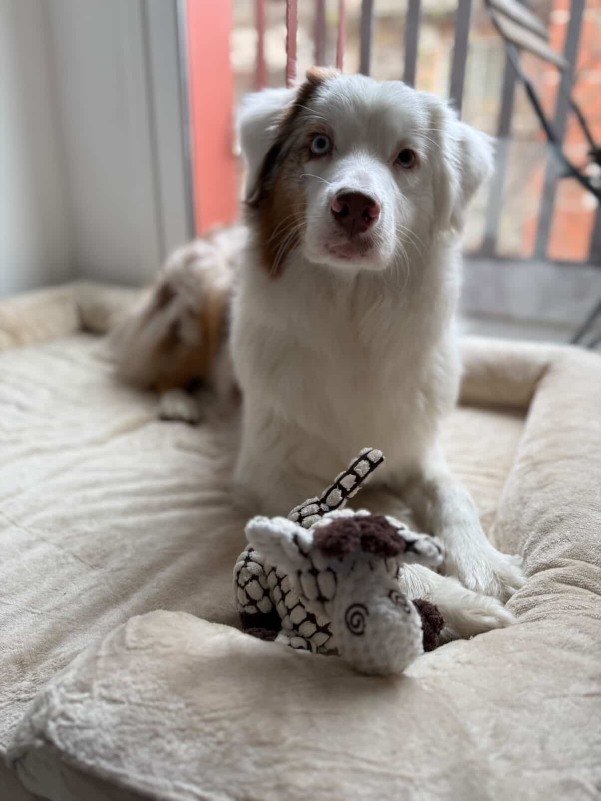 Jirafa Sweet Play con sonido 🦒