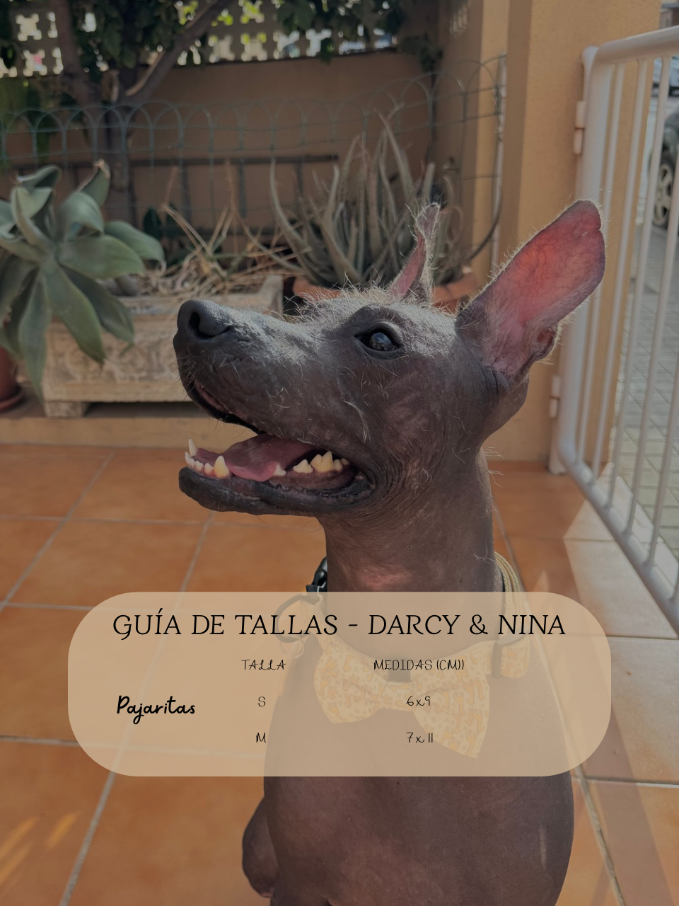 Pajarita Safari Giraffe - Darcy & Nina