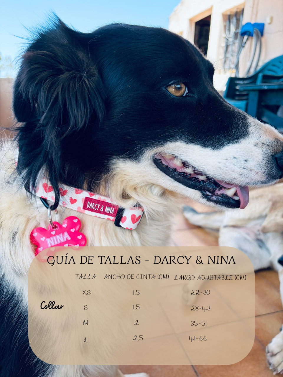 Collar Sweet Love - Darcy & Nina