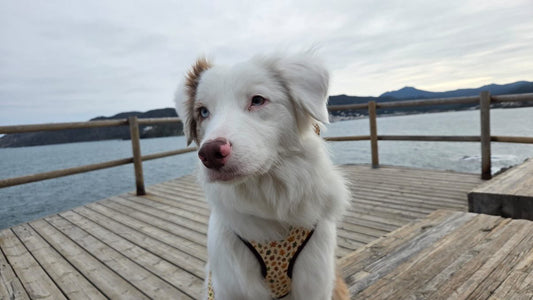 Arnés Autumn Walk - Darcy & Nina