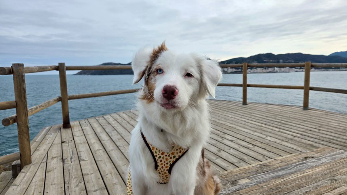 Arnés Autumn Walk - Darcy & Nina