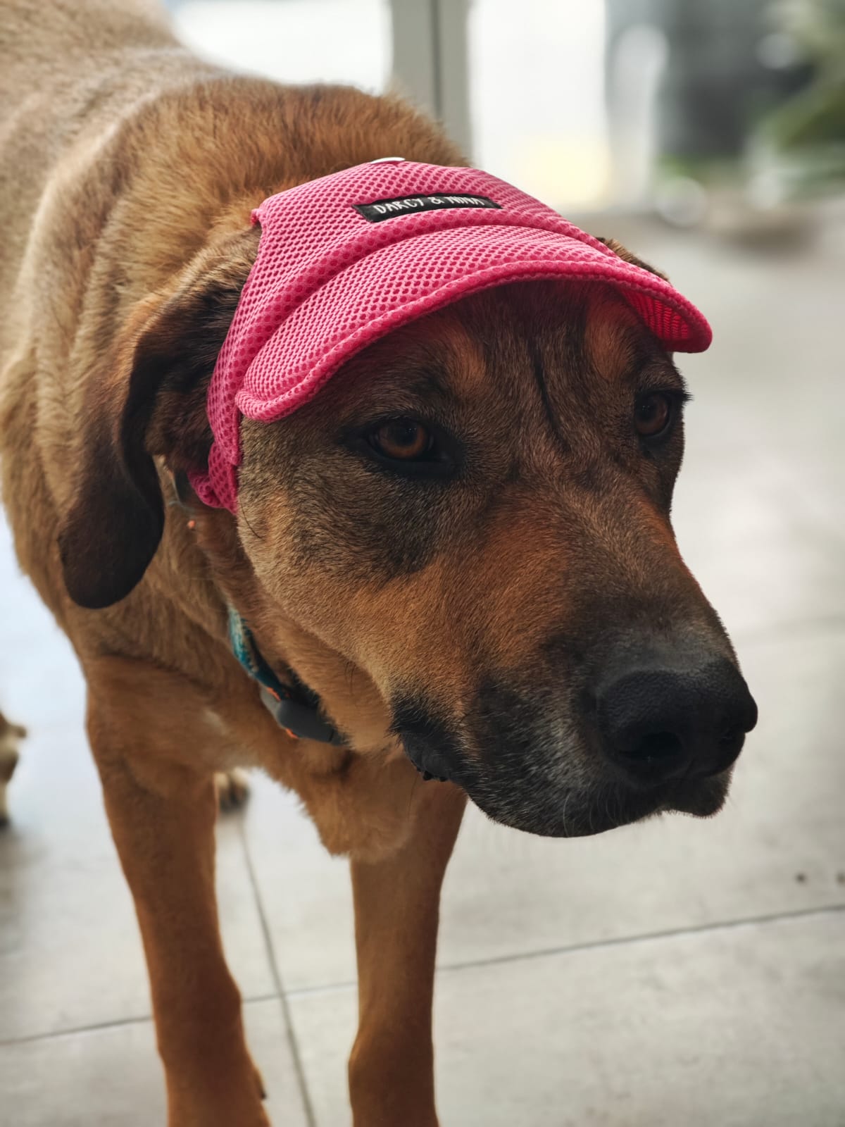 Gorra Transpirable Urban Mesh - Darcy & Nina