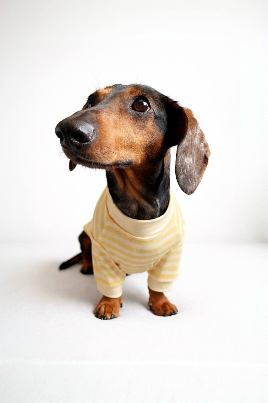 Camiseta Sunny Stripes