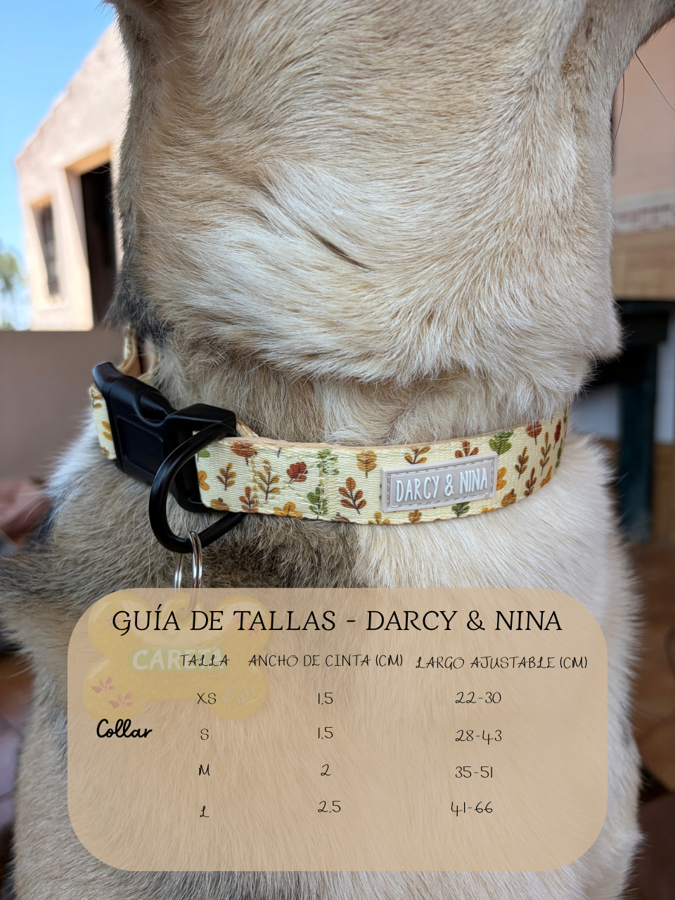 Collar Autumn Walk - Darcy & Nina