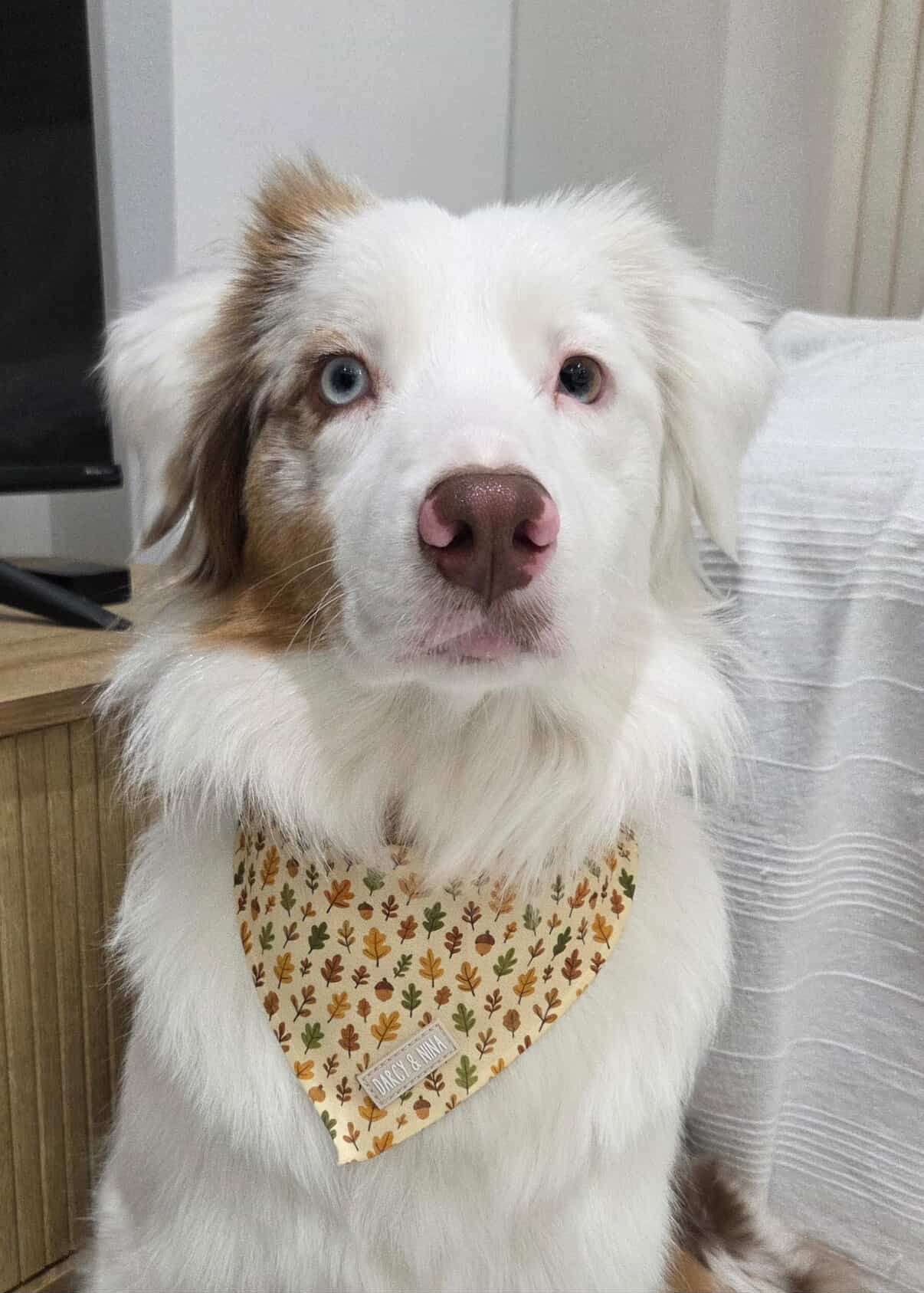 Bandana Autumn Walk - Darcy & Nina