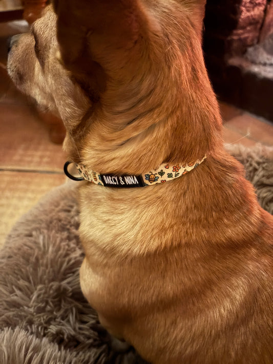 Collar Honey Bloom - Darcy & Nina