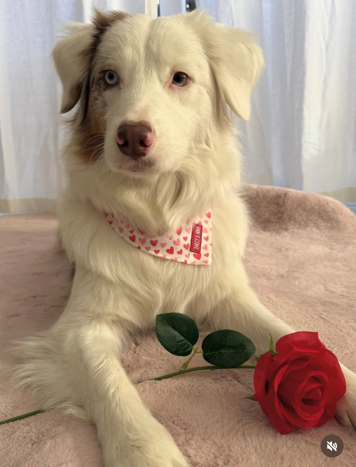 Bandana Sweet Love - Darcy & Nina