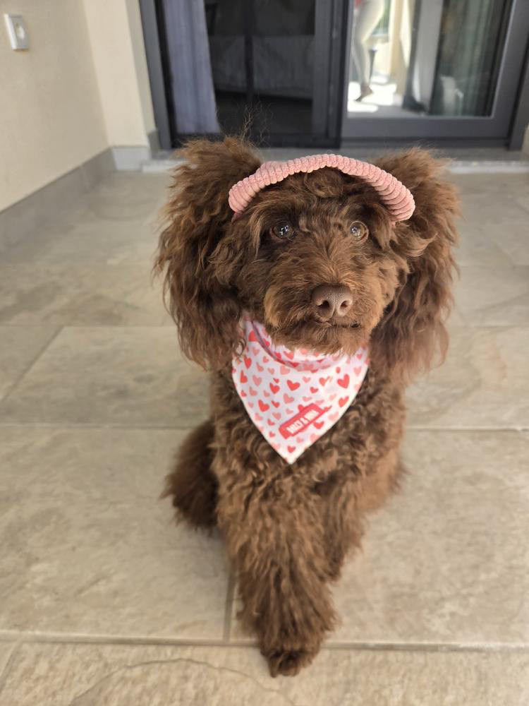Bandana Sweet Love - Darcy & Nina