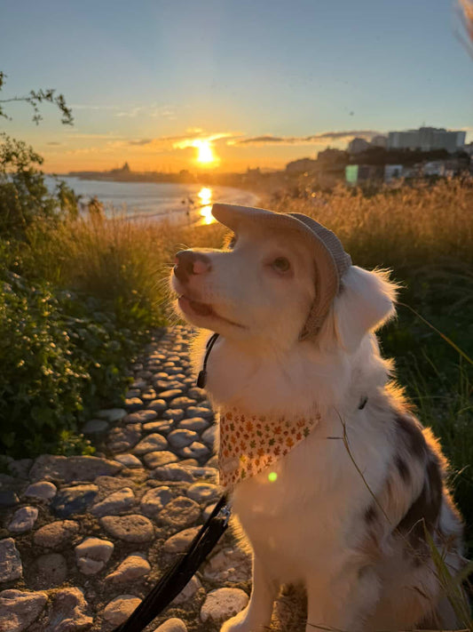 Gorra Autumn Walk - Darcy Nina