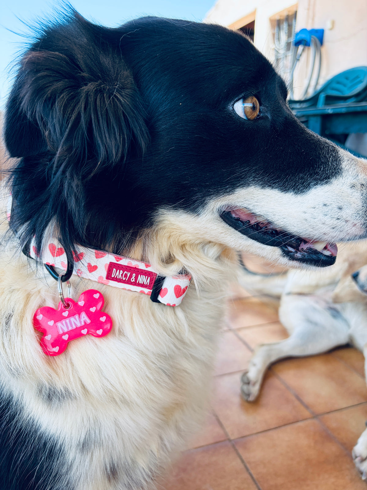 Collar Sweet Love - Darcy & Nina
